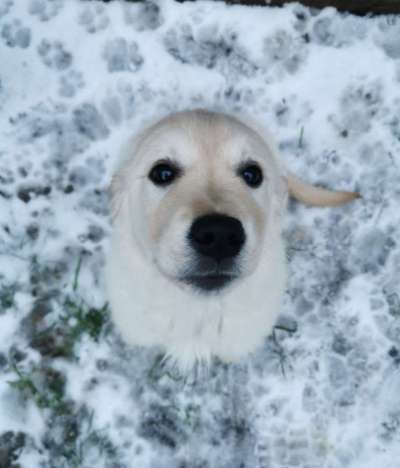 Dogorama Photo Challenge - Es wird nochmal kalt!-Beitrag-Bild