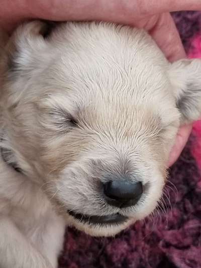 Welpen Bilder !-Beitrag-Bild