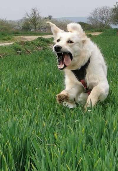 Zeige das lustigste Bild eures Hundis-Beitrag-Bild