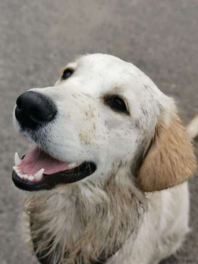 Dogorama Photo Challenge - Einmal lächeln bitte-Beitrag-Bild