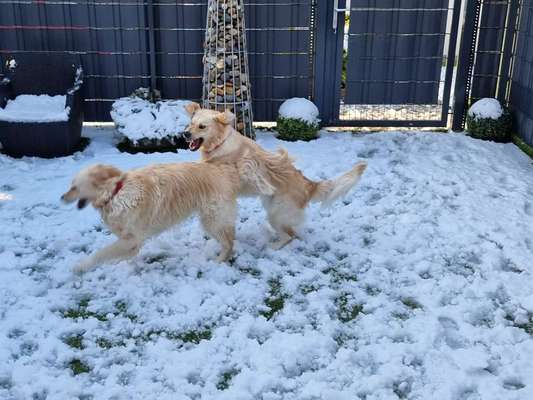 FOTO CHALLENGE 77 - Dein Hund im Spiel-Beitrag-Bild