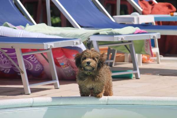 Havaneser dabei?:)-Beitrag-Bild