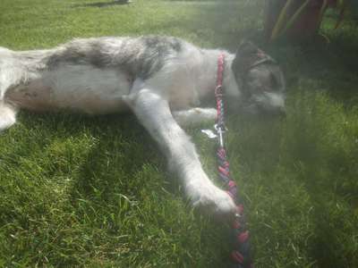 Was könnte in ihr für Rasse stecken-Beitrag-Bild