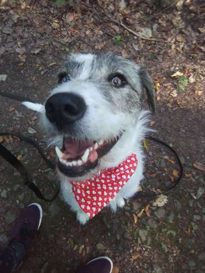 Was könnte in ihr für Rasse stecken-Beitrag-Bild