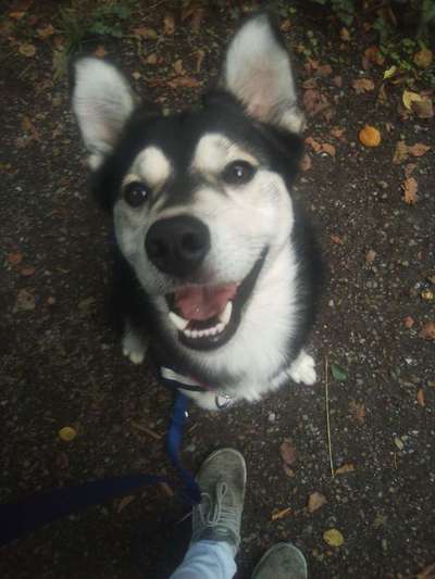 Welche Rasse steckt drin außer Husky-Beitrag-Bild