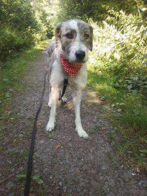 Was könnte in ihr für Rasse stecken-Beitrag-Bild