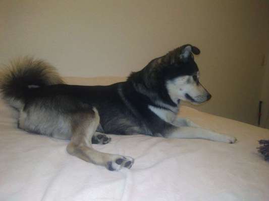 Welche Rasse steckt drin außer Husky-Beitrag-Bild