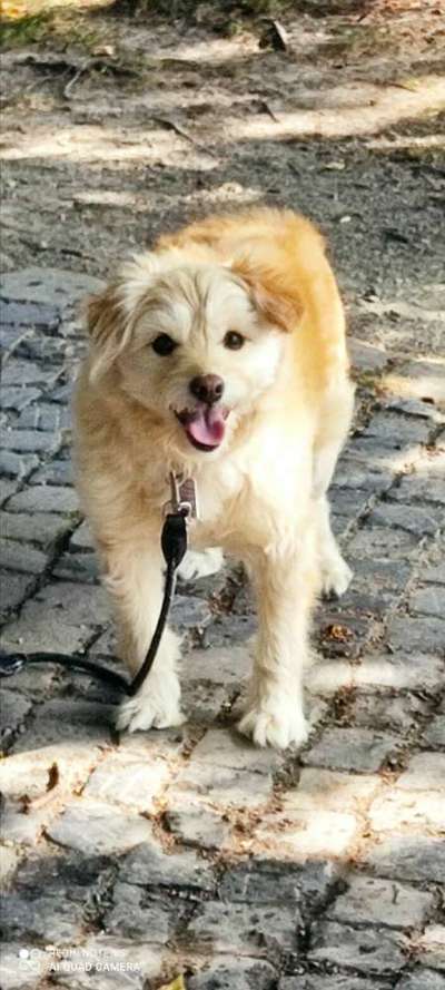 Tibet Terrier-Beitrag-Bild