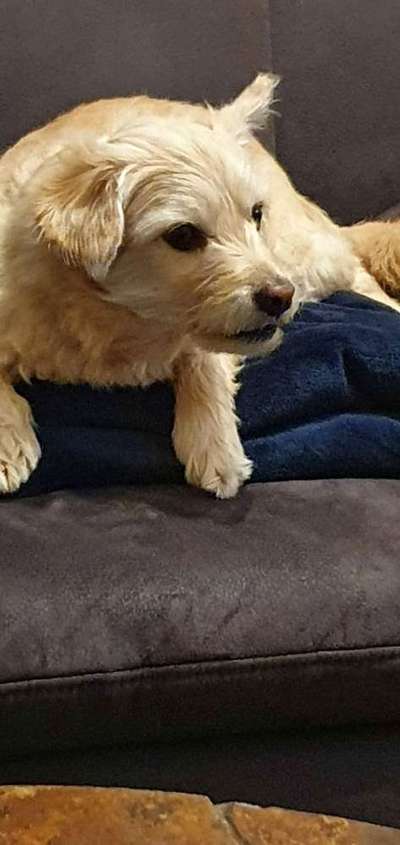 Tibet Terrier-Beitrag-Bild