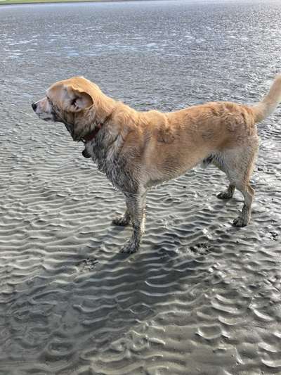 Ostsee mit Hund - Hundestrandnähe-Beitrag-Bild