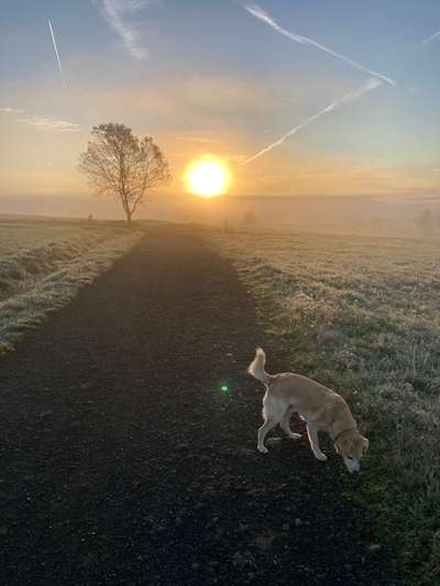 Hundetreffen-Gechillt Gassigehen-Bild