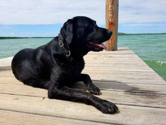 Hundetreffen-"Dogbook analog" Hunde Runde Niederfrohna und Umgebung-Bild