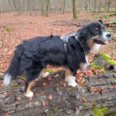 aktuelles Foto Gruppe Australian Shepherd