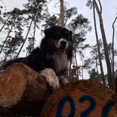 aktuelles Foto Gruppe Australian Shepherd