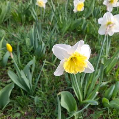 aktuelles Foto Gruppe Australian Shepherd