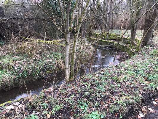 Hundeauslaufgebiet-Kräherwald / Ziegelwiese-Bild