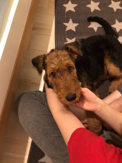 Seltene Rassen!-Beitrag-Bild