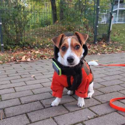 Hundetreffen-Hundetreffen in Hutholz-Profilbild