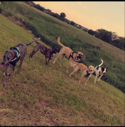 Hundetreffen-Hunde Spiel und Spaziergeh Gruppe 🥰-Bild