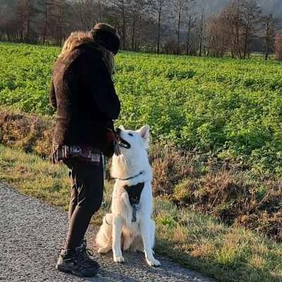 Hundetreffen-Spiel- und Gassirunde in Frankenhardt-Profilbild