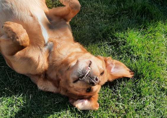 Die Dogorama Monats Challenge "Es grünt und blüht"-Beitrag-Bild