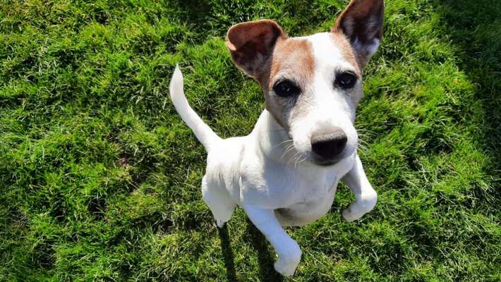 Die Dogorama Monats Challenge "Es grünt und blüht"-Beitrag-Bild