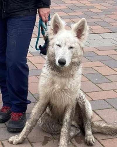 FOTOCHALLENGE 72 - Glücklicher Hund im Schmuddel-Look-Beitrag-Bild