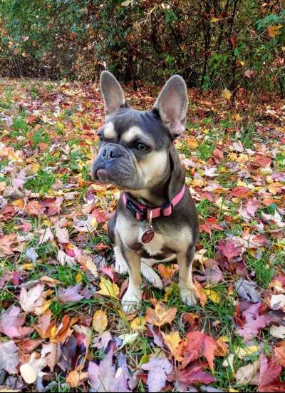 Fotochallenge Nr 96.: Bunt, Bunter, Hund 💐🌹🍁-Beitrag-Bild