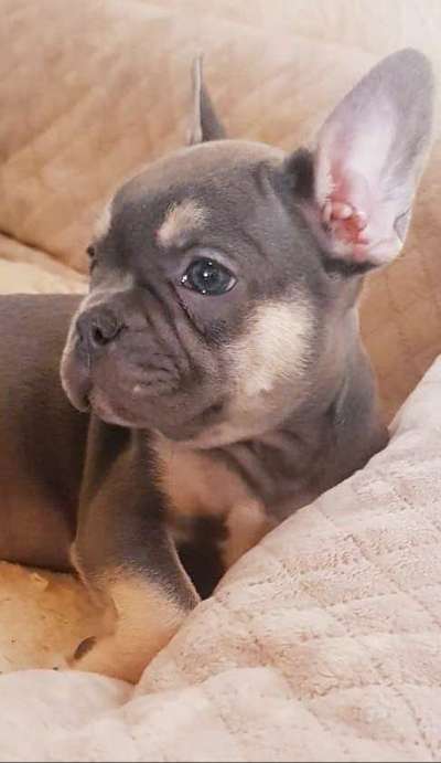 Welpen Bilder !-Beitrag-Bild