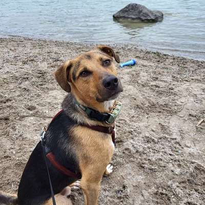 Hundetreffen-Gassi Treffen-Bild