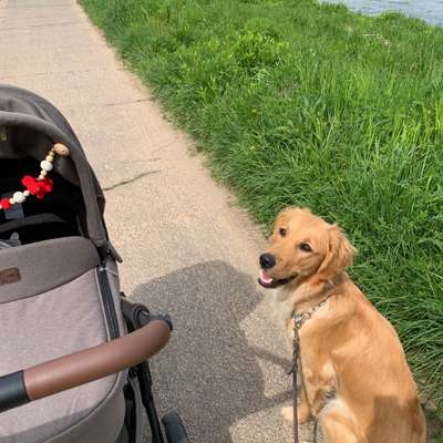 Hundetreffen-Gassigehen mit Kinderwagen-Bild