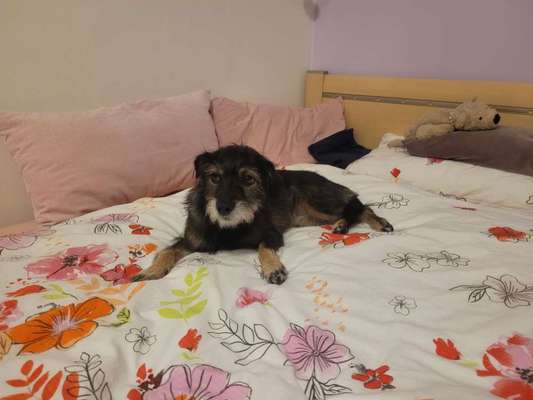 Mischlinge raten - Rätselspaß-Beitrag-Bild