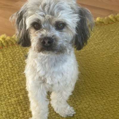 Hundetreffen-Gassirunde Spiel und Spaß-Bild