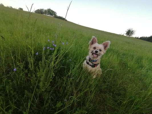 Die Dogorama Monats Challenge "Es grünt und blüht"-Beitrag-Bild