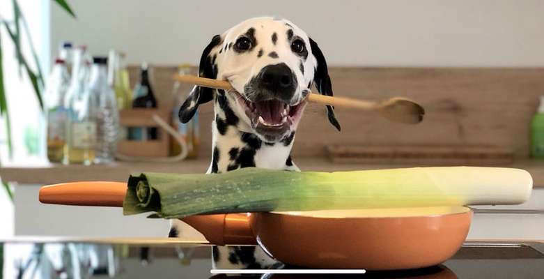 Dogorama Photo Challenge - Hundeblick zum hinschmelzen-Beitrag-Bild