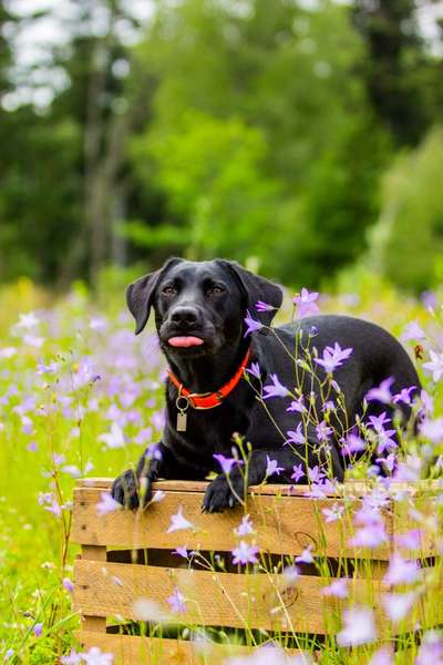 Hundetreffen-PLAY-DATES 🐾🐕-Bild