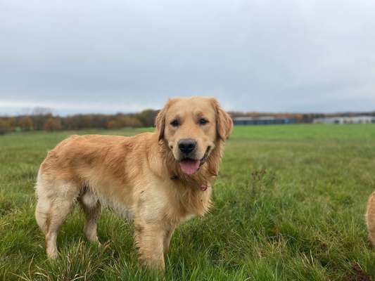 Wo sind die Golden Retriever Liebhaber?-Beitrag-Bild