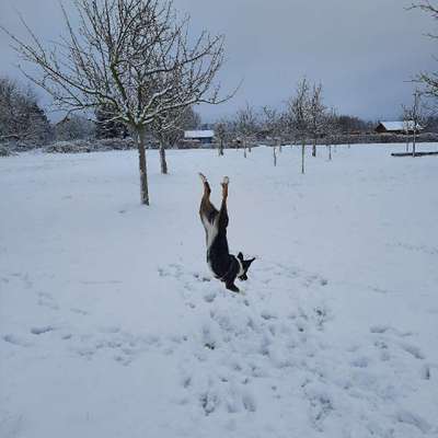 Hundetreffen-Spielen am Ruinenberg in Bornstedt