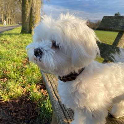 Hundetreffen-Gemeinsam Gassi mit kleinen Hunden-Bild