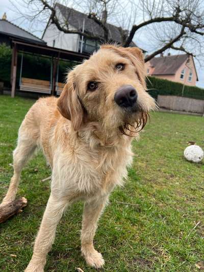 Hundetreffen-Spielen ☺️-Bild