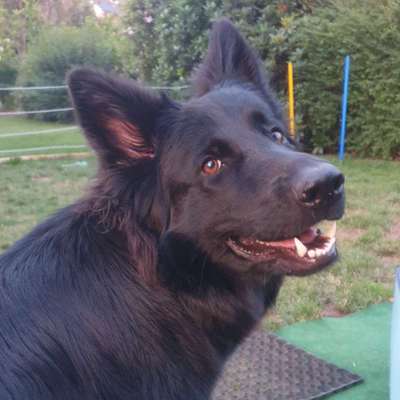 Hundetreffen-Spaziergang im Siegerland