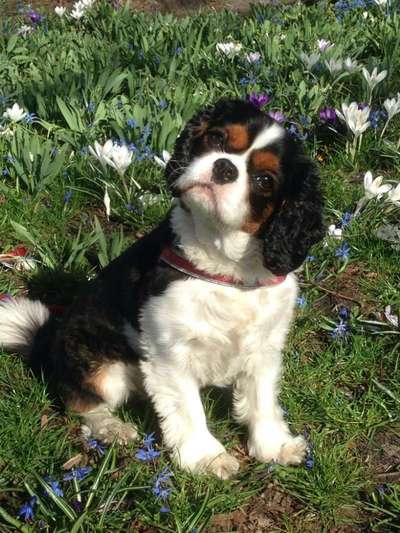 Die Dogorama Monats Challenge "Es grünt und blüht"-Beitrag-Bild