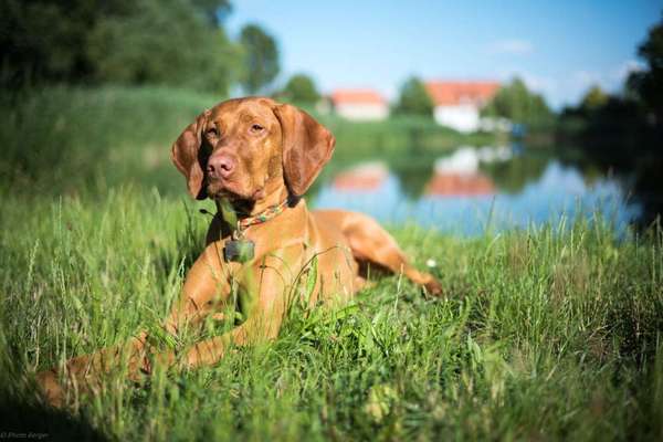 Die Dogorama Kalender Challenge 4/4-Beitrag-Bild