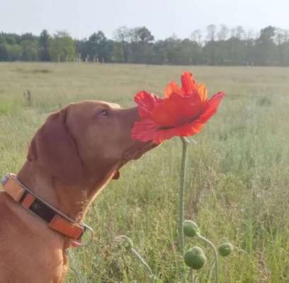 Die Dogorama Monats Challenge "Es grünt und blüht"-Beitrag-Bild