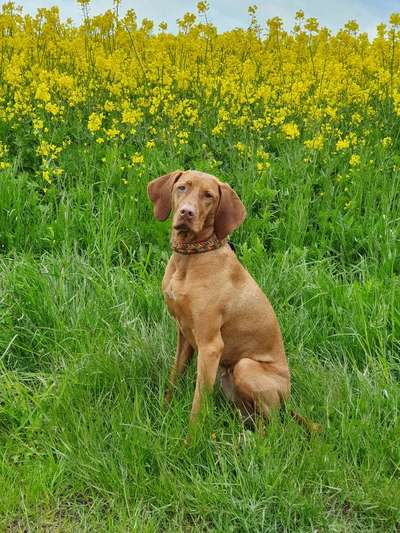 Die Dogorama Monats Challenge "Es grünt und blüht"-Beitrag-Bild