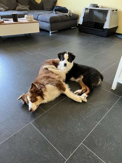 Hundetreffen-Welpen und Junghundetreffen-Bild