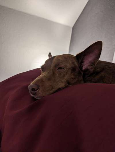 Hundetreffen-Gemeinsame Gassirunde-Bild