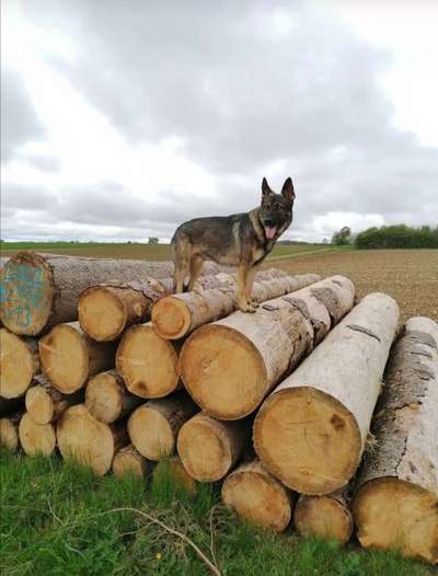 Hundetreffen-Junghund sucht Freunde!-Bild