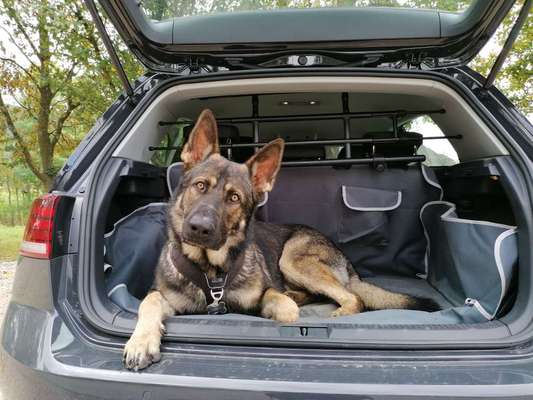 Schäferhundetreff PLZ-Beitrag-Bild