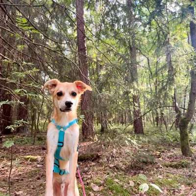 Hundetreffen-Suchen Hundekontakt :)-Bild